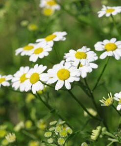 BIO Moederkruid - Tanacetum parthenium