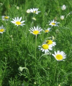 Bio Roomse kamille - Chamaemelum nobile