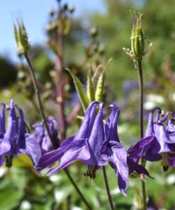 BIO Wilde akelei - Aquilegia vulgaris