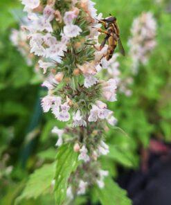 BIO Wild kattenkruid - Nepeta cataria