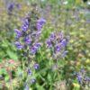 BIO Kleinbloemige salie - Salvia verbenaca