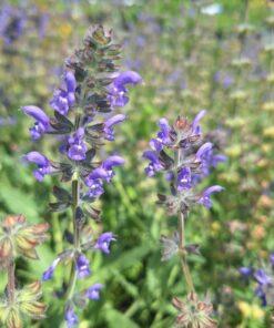 BIO Kleinbloemige salie - Salvia verbenaca