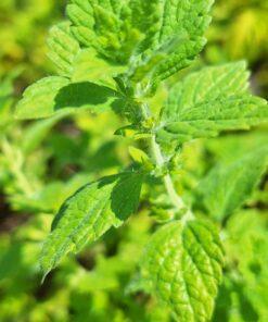 BIO Citroenmelisse - Melissa officinalis 'Lemona'