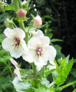 BIO Mottenkruid - Verbascum blattaria