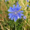 BIO Wilde cichorei - Cichorium intybus