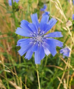 BIO Wilde cichorei - Cichorium intybus
