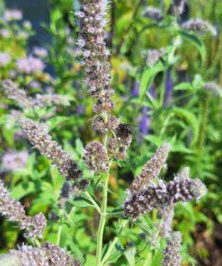 BIO Hertsmunt - Mentha longifolia