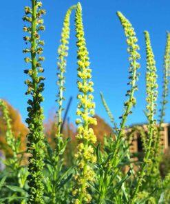 BIO Wouw - Reseda luteola