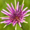 BIO Paarse morgenster - Tragopon porrifolius