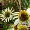 BIO Zonnehoed 'white swan' - Echinacea purpurea 'alba'