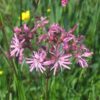 BIO Echte koekoeksbloem - Silene flos-cuculi