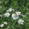 BIO Wilde bertram - Achillea ptarmica