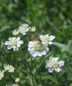 BIO Wilde bertram - Achillea ptarmica