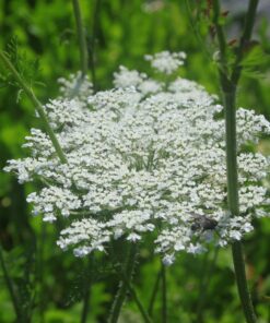 BIO Wilde peen - Daucus carota ssp. Carota