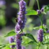 BIO Dropplant - Agastache foeniculum