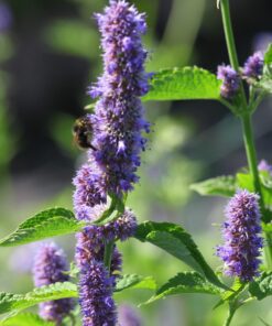 BIO Dropplant - Agastache foeniculum
