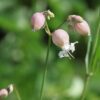 BIO Blaassilene - Silene vulgaris