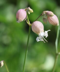 BIO Blaassilene - Silene vulgaris