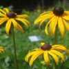 BIO Zonnehoed - Rudbeckia fulg. 'Goldsturm'