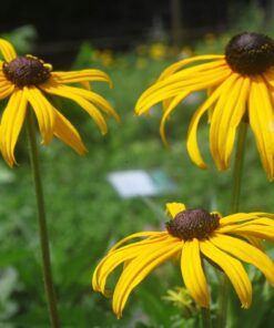 BIO Zonnehoed - Rudbeckia fulg. 'Goldsturm'