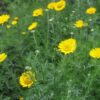 BIO Gele Kamille - Anthemis tinctoria