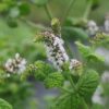 BIO Witte munt - Mentha suaveolens (rotundifoliahort)