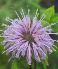 BIO Wilde bergamot - monardo fistulosa