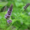BIO Groene munt - Mentha spicata-hybr.