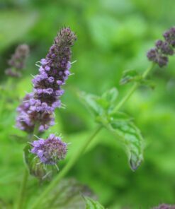 BIO Groene munt - Mentha spicata-hybr.