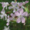 BIO Zeepkruid - Saponaria officinalis