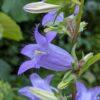 BIO Ruig klokje - Campanula trachelium