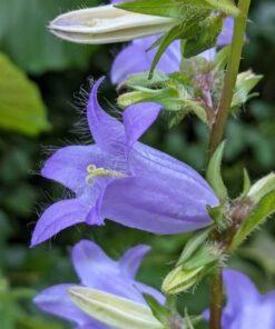 BIO Ruig klokje - Campanula trachelium