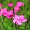 BIO Steenanjer of Vechtanjer - Dianthus deltoides