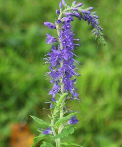 BIO Lange ereprijs - Veronica longfolia