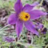 BIO Wildemanskruid - Pulsatilla vulgaris