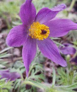 BIO Wildemanskruid - Pulsatilla vulgaris