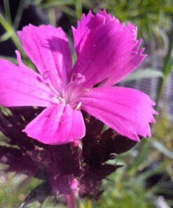 BIO Kartuizer anjer - Dianthus carthusianorum