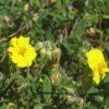 BIO Geel zonneroosje - Helianthenum nummularium