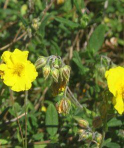 BIO Geel zonneroosje - Helianthenum nummularium