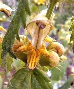 BIO Gele dovenetel - Lamiastrum galeobdolon