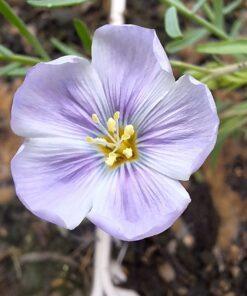 BIO Overblijvend vlas - Linum perenne Perennial Flax Himmelszelt