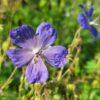 BIO Beemdooievaarsbek - Geranium pratense
