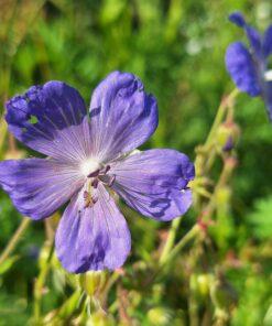 BIO Beemdooievaarsbek - Geranium pratense