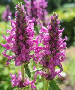 BIO Betonie - Betonica officinalis