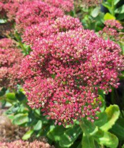 BIO Vetkruid (Hemelsleutel) - Sedum herbstfreude