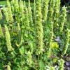 BIO Dropplant Alba - Agastache rugosa f. albiflora
