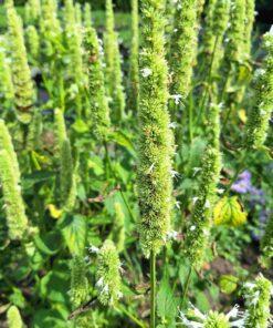 BIO Dropplant Alba - Agastache rugosa f. albiflora