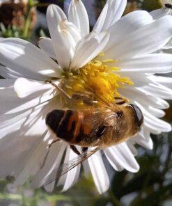 BIO Herfstaster n.-b. ‘White ladies’ - Aster n.-b. 'White Ladies