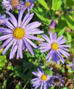 BIO Herfstaster ‘Monch’ - Aster x frikartii 'Monch'