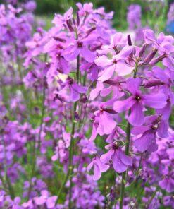 BIO Damastbloem -  Hesperis matronalis